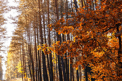 开云体育官方网站-波兰男篮惊天逆转加拿大，字母哥关键时刻助队夺冠