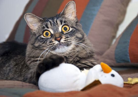 爵士三分暴雨淹没步行者，杜兰特死神时刻宣告王座争夺战升级