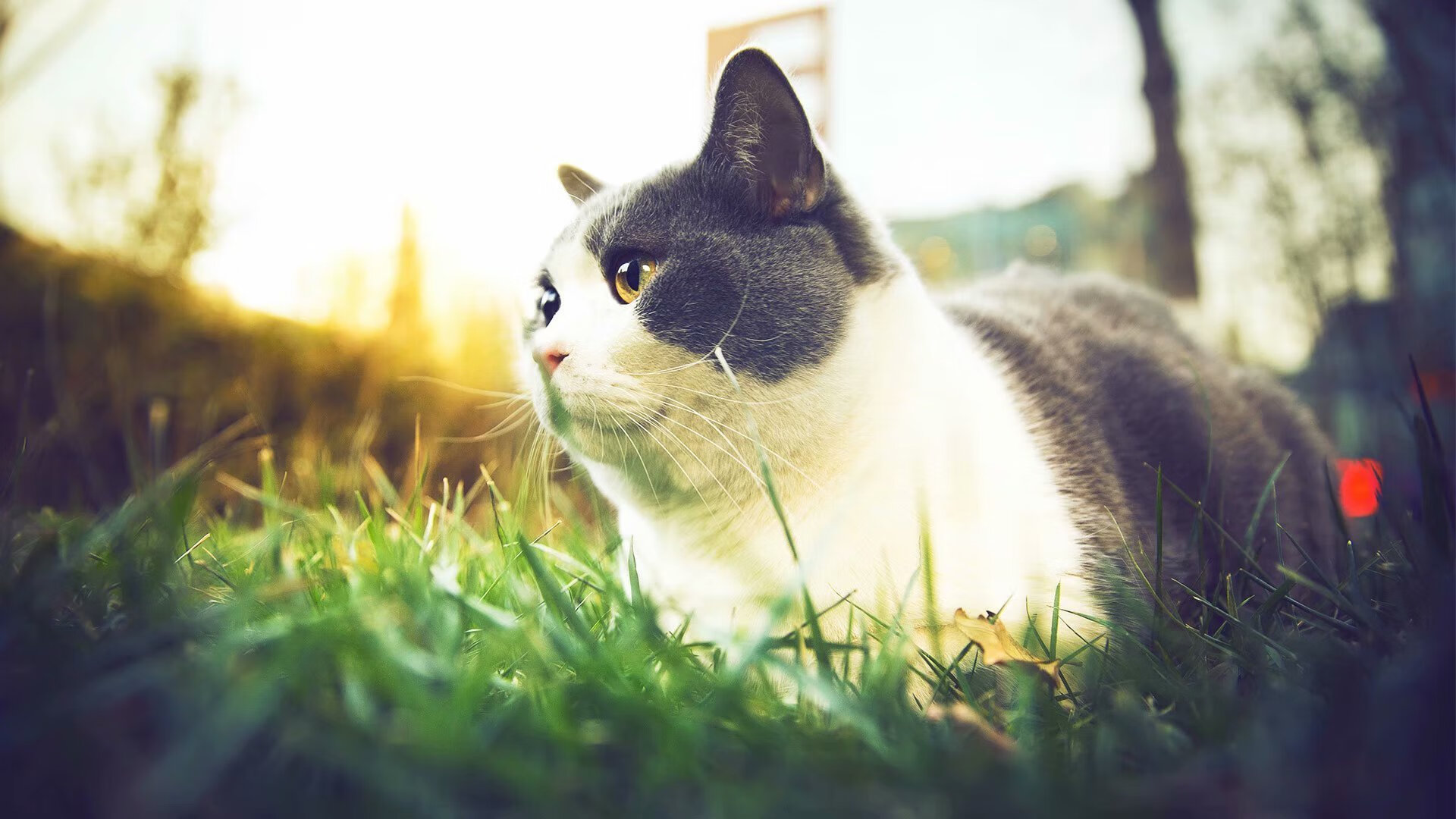 新王当立!西亚卡姆关键先生本色尽显,开拓者爆冷鹈鹕背后是巨星蜕变